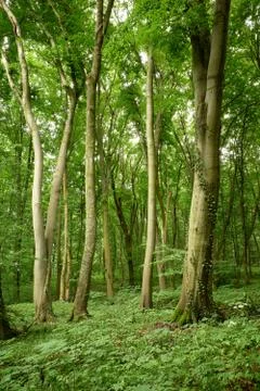 Green splendor of a beech forest Stock Photos