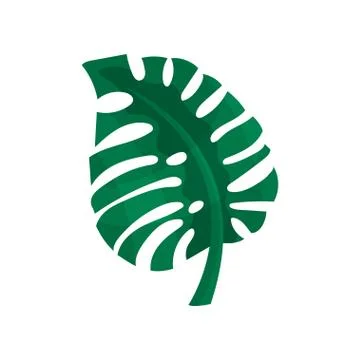 Green split leaf of philodendron vector Illustration Stock Illustration