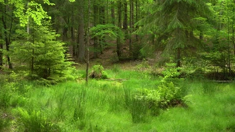 Green Spot in the Forest Stock Footage 244807194