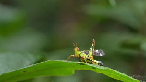 Green spot monkey grasshopper on green leaf in tropical rain forest. Stock Footage 140272921