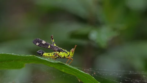 Green spot monkey grasshopper on green leaf in tropical rain forest. Video stock 143192823