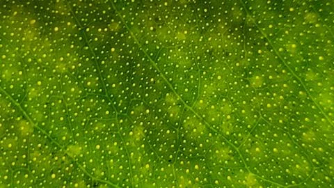 Green Spotted Leaf Texture Background Stock Photos