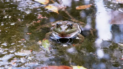 Green Spotted Reed Toad Sits in a Swamp,... | Stock Video | Pond5