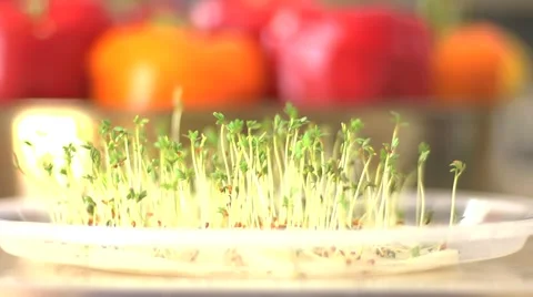 Green spouts with peppers in the background Stock Footage 43444515