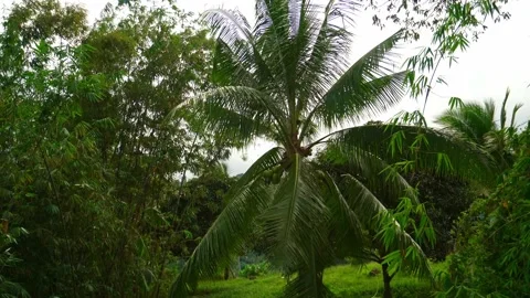 Green sprawling coconut palm with coconuts, with large leaves, in a tropical Stock Footage 304904317