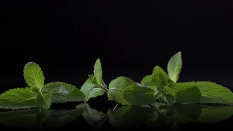 Green sprig of mint falls down on a black background Stock Footage 132022212