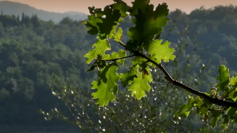 Green sprig of oak moves in the wind Stock Footage 136949298