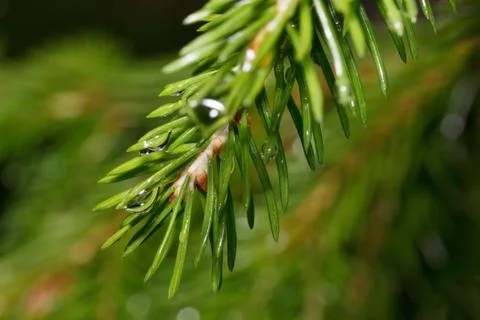 Green sprig of pine with drops of summer rain close up. Stock Photos
