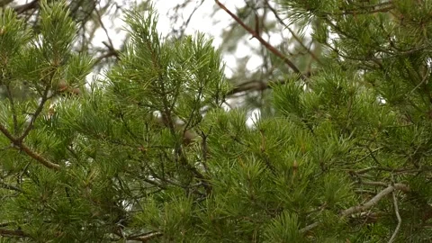 Green sprig of spruce pine tree closeup in the forest Stock-Footage 108393218