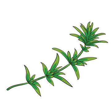 Green sprig of thyme, isolated object on white background, cartoon illustrati Stock Illustration