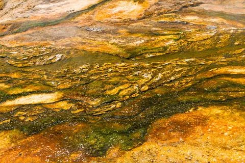 Green Spring 2 Green Spring, Yellowstone National Park, Wyoming, USA Copyr... Fotos de archivo