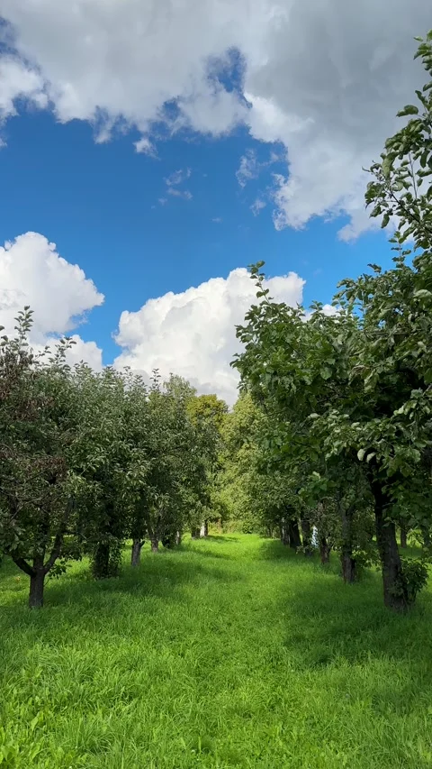 Green spring apple orchard under blue sunny sky. Vertical video Stock Footage 265997586