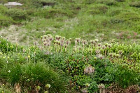 Green spring background, flower in mountain Stock Photos