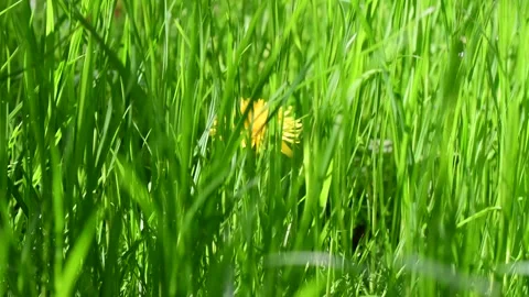 Green spring bloom grass and flowers in the wind Stock Footage 258474350