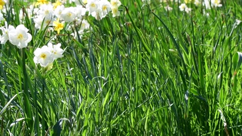 Green spring bloom grass and flowers in the wind Stock Footage 258474361