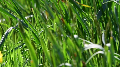 Green spring bloom grass and flowers in the wind Stock Footage 258474391