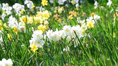 Green spring bloom grass and flowers in the wind Stock Footage 258474429