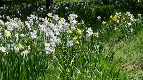 Green spring bloom grass and flowers in the wind Stock Footage 258474531