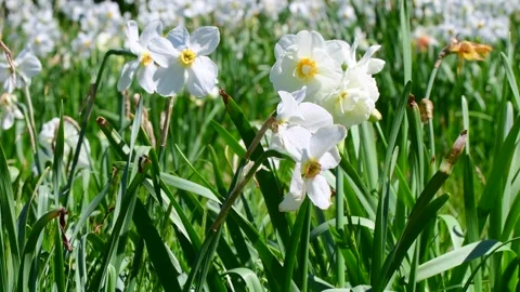 Green spring bloom grass and flowers in the wind Stock Footage 258474544