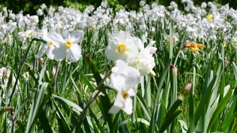Green spring bloom grass and flowers in the wind Stock Footage 258474547