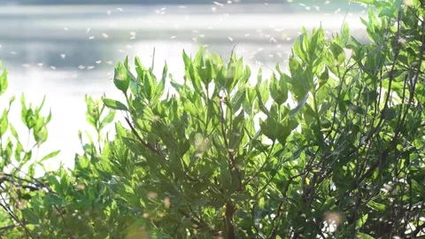 Green spring bloom grass and flowers in the wind Stock Footage 258474744