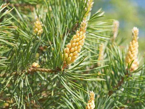 Green spring branches of pine, flowering, pollination. Pollen Allergy. Close up Foto stock