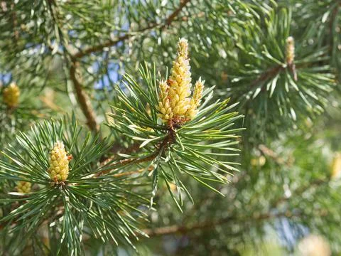Green spring branches of pine, flowering, pollination. Pollen Allergy. Close up Stock Photos