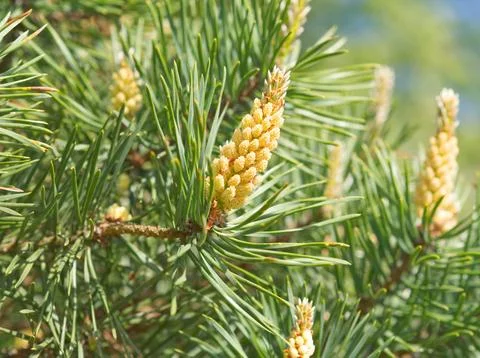 Green spring branches of pine, flowering, pollination. Pollen Allergy. Close  Stock Photos