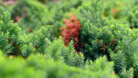 Green spring branches on a spring breeze in a park zone. Beautiful lush green Stock Footage 133774511
