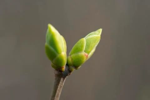 Green spring buds on a tree branch Stock Photos