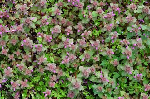 Green spring carpet Stock Photos