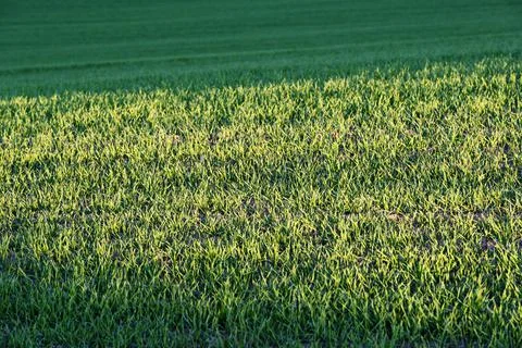 Green spring field background 스톡 사진