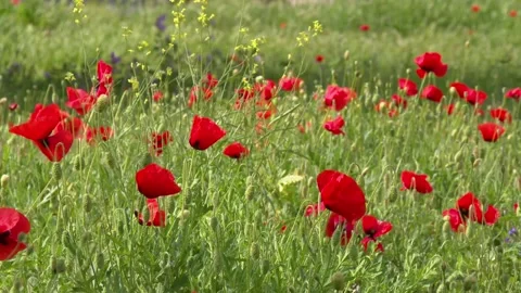 Green spring field with blooming wild red poppies Stock Footage 242453683