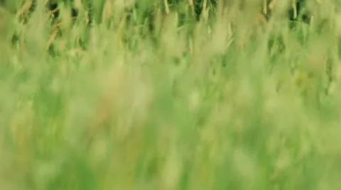 Green Spring Field Stock Footage 999729