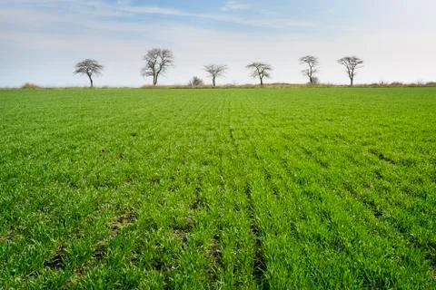 Green spring field Stock Photos