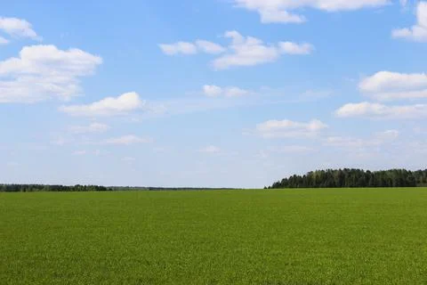 Green spring field Stock Photos