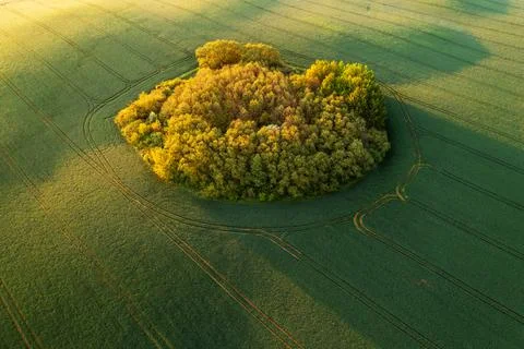 Green spring field Foto stock