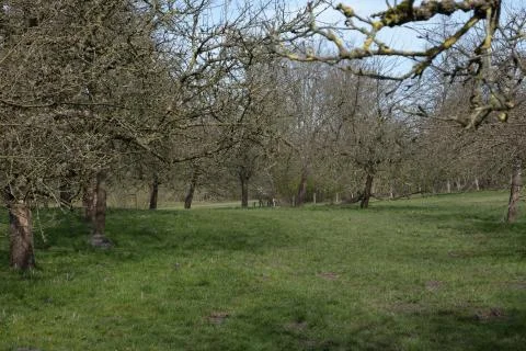 Green, spring field on which fruit trees grow Stock Photos