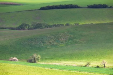 Green spring fields Stock-Fotos