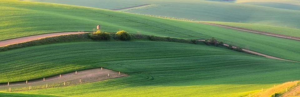 Green spring fields Stock Photos