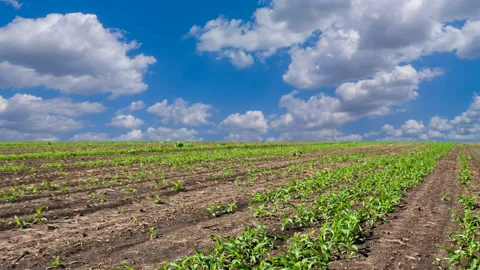 Green spring fields time lapse scene Stock Footage 169243998