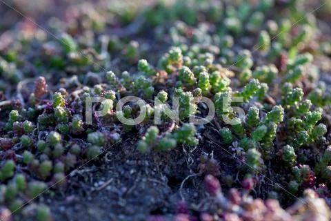 Green spring flower in the sun Stock Photos