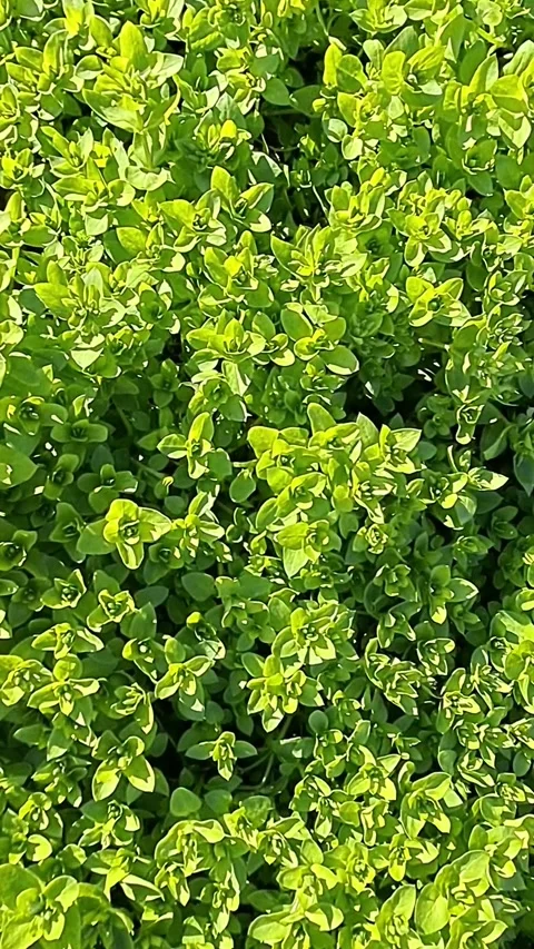 Green spring foliage Stock-Footage 308008647