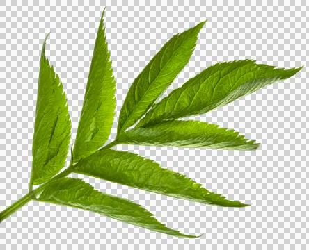 Green spring foliage. Green elderberry leaves.Herbal medicine. Healthy food.. Stock Photos