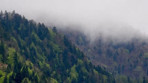 Green spring forest after rain, evaporating water from trees, cloud formation, Stock-Footage 154254861