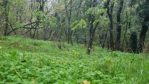 Green spring forest floor with fresh plants in peaceful park setting Stock Footage 322056045