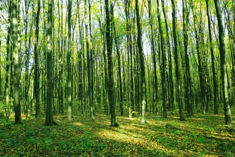 Green spring forest. Landscape. Stock Photos