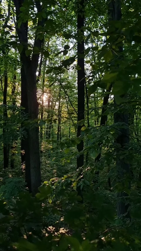 Green spring forest with lush foliage. Stock Footage 329228118