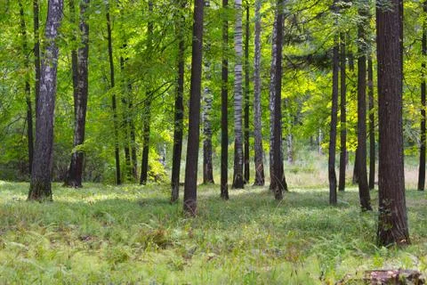 Green spring forest Stock Photos