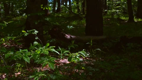 Green spring forest scene Stock Footage 153803877